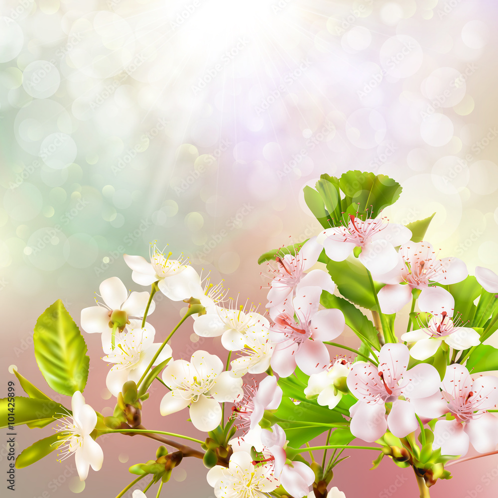 Fotografie Blooming apple tree against the sky. EPS 10