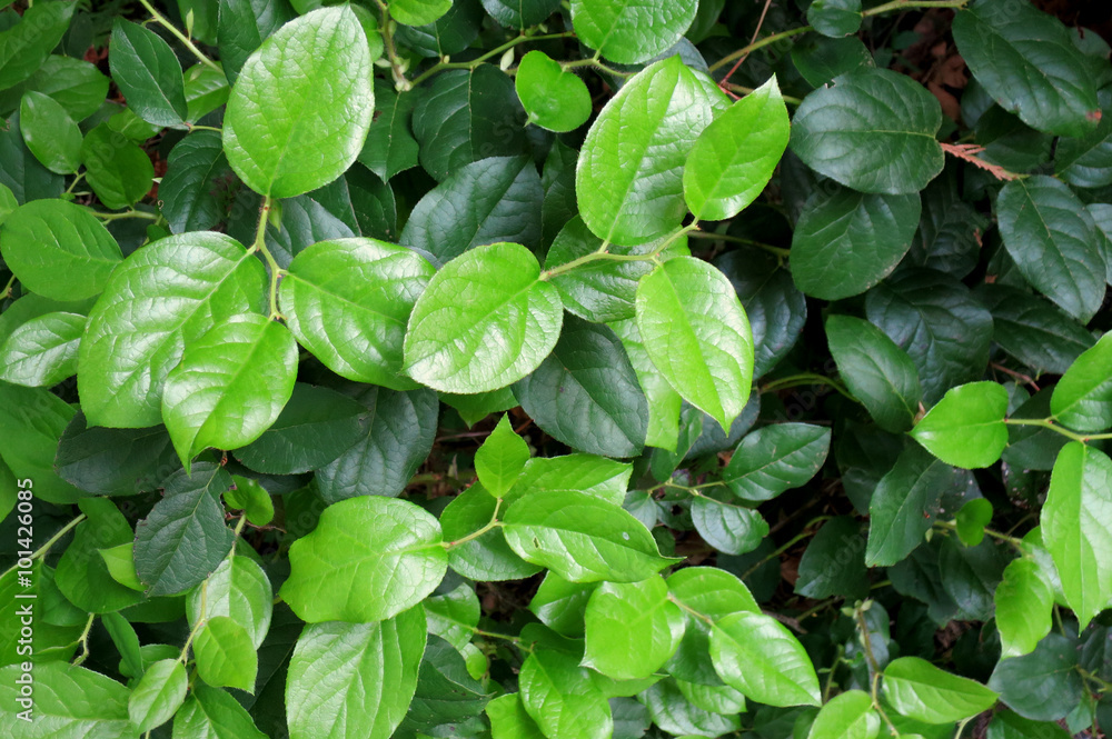 Salal - Gaultheria shallon Salal - Gaultheria shallon