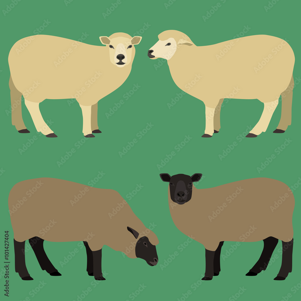 Vector illustration of white and brown sheeps.