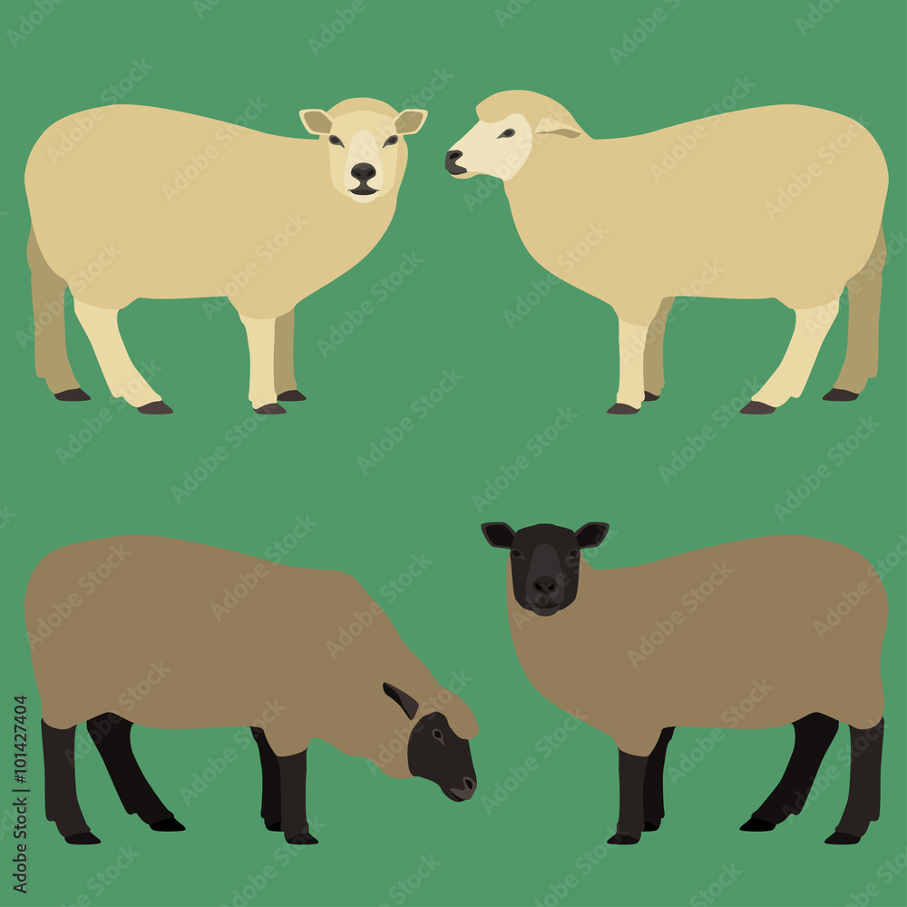 Vector illustration of white and brown sheeps. Vector illustration of white and brown sheeps.
