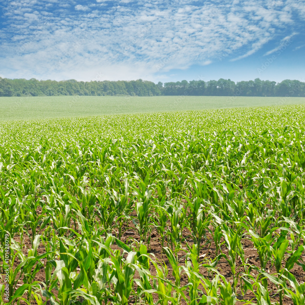 green corn field and blue sky green corn field and blue sky
