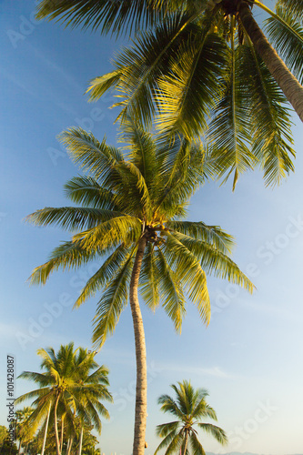 Wallpaper Mural Palm trees ashore Torontodigital.ca