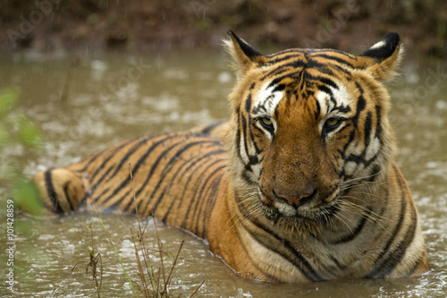 The Prince- Indian Tiger laying in water
