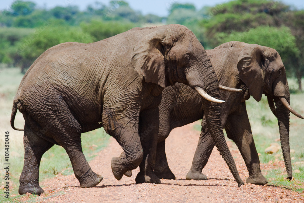 Fototapeta premium Two elephants are going in Savannah. Africa. Kenya. Tanzania. Serengeti. Maasai Mara. An excellent illustration.