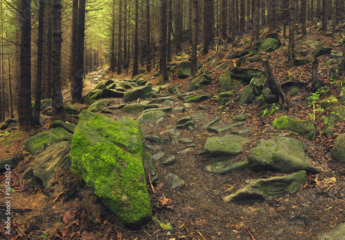 Trailway in the forest. Natural summer landscape
