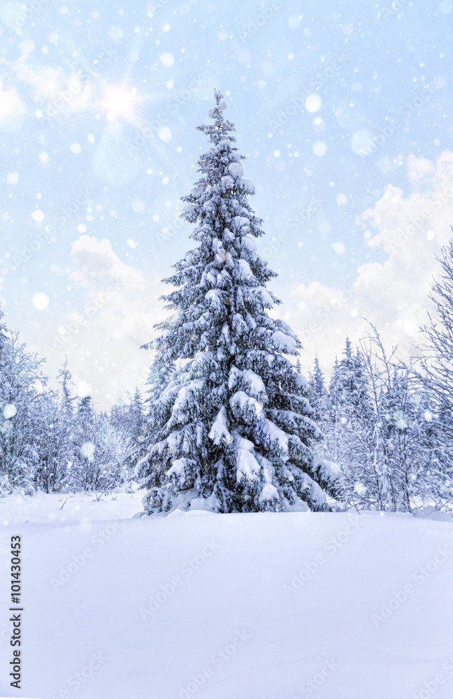 Falling snow in the winter spruce forest