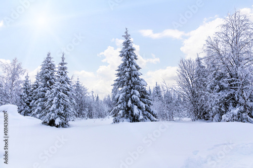 Spruce forest in winter. Winter landscape © ArtEvent ET