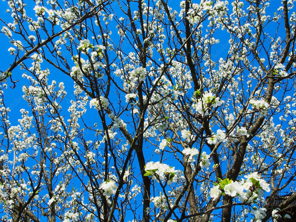 Fotografie Plum Tree Blossoming With White Flowers In Spring