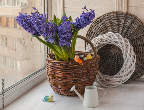 Hyacinths in a basket in the window
