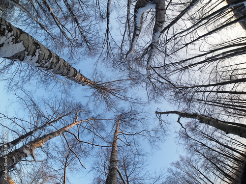 Trees in the park in winter