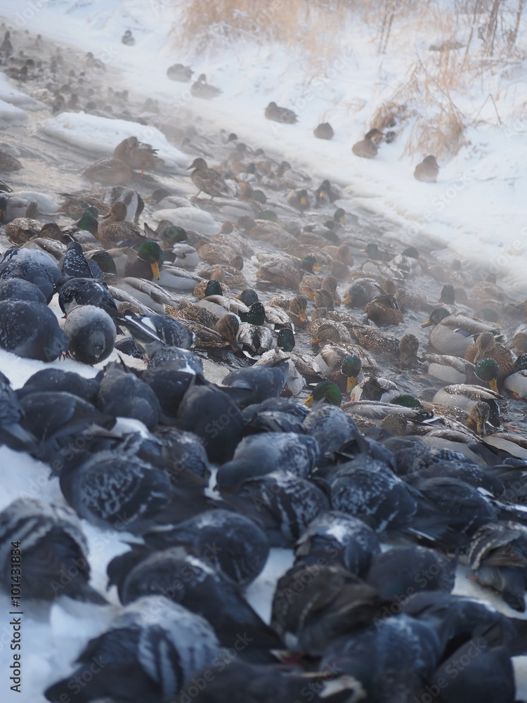 Fototapeta premium ducks and pigeons on the river in winter