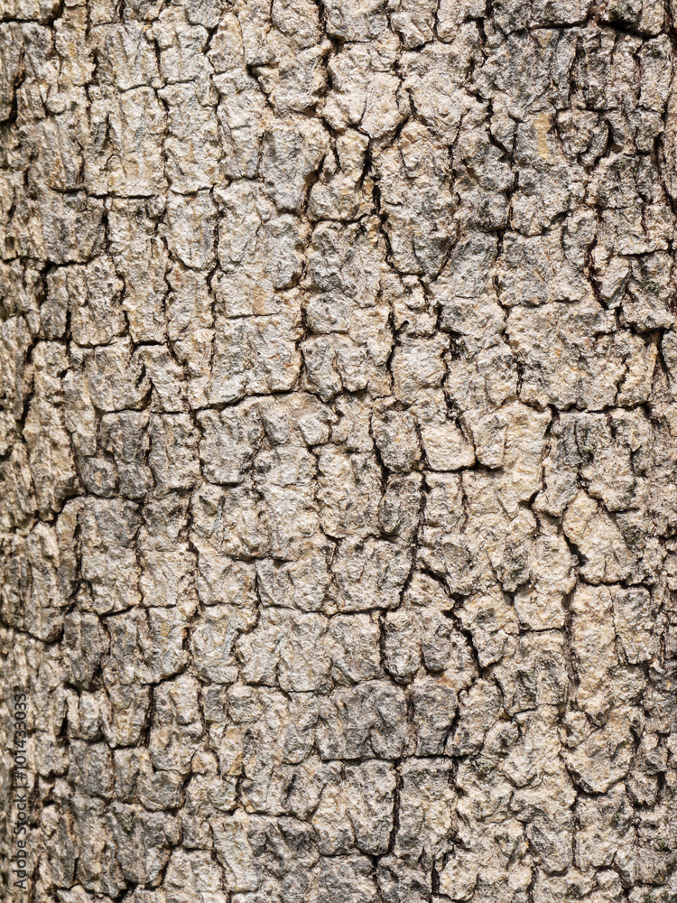 tree bark texture tree bark texture
