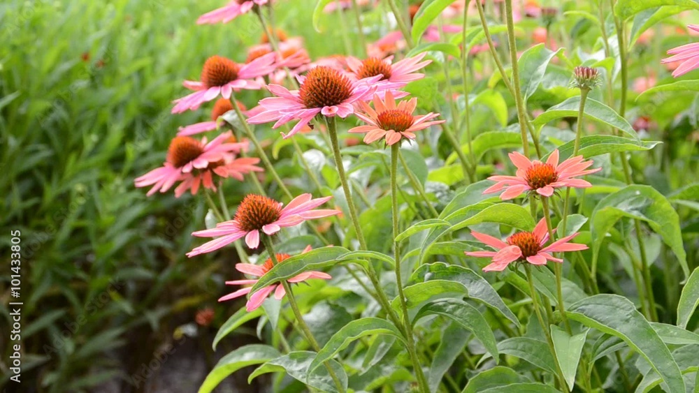 Flower Flower