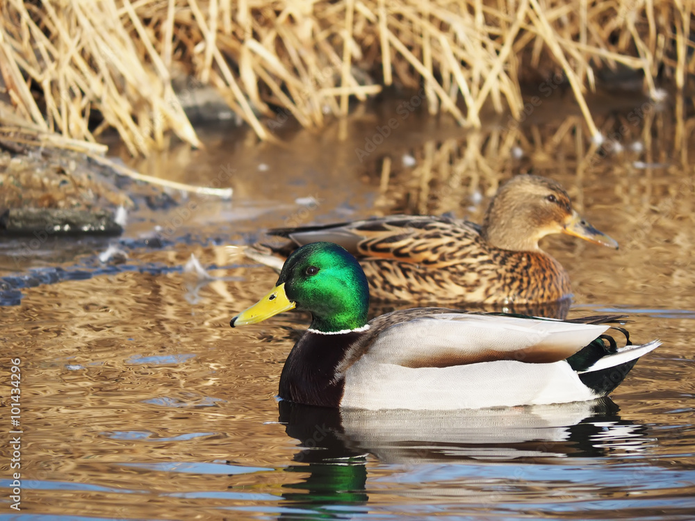 Obraz premium duck on the lake