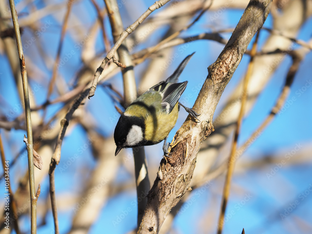 Naklejka premium Tit in the forest