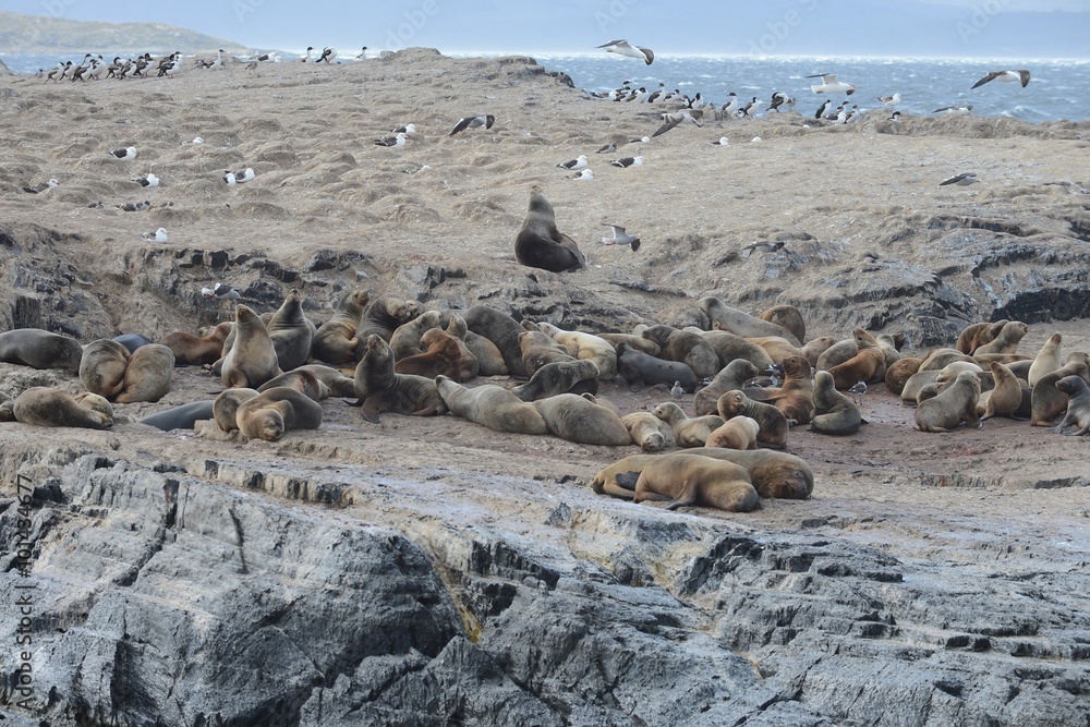 Fototapeta premium South American sea lion, Otaria flavescens, breeding colony and haulout on small islets just outside Ushuaia.