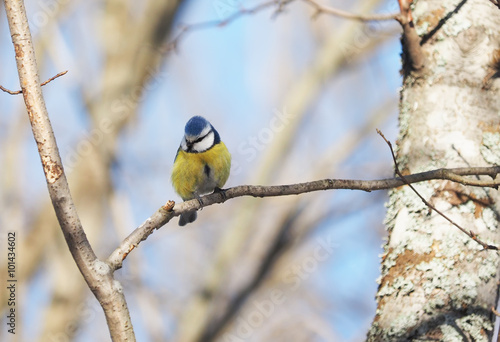 Blue Tit in the forest © enskanto