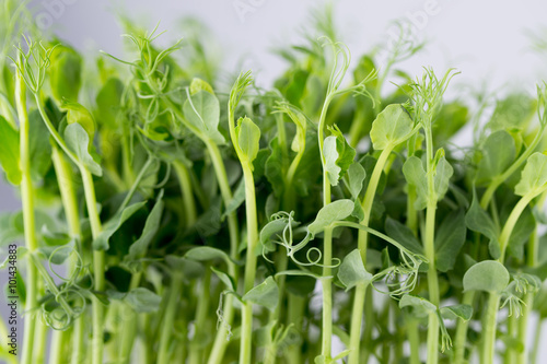 Organic pea sprouts in white backround.