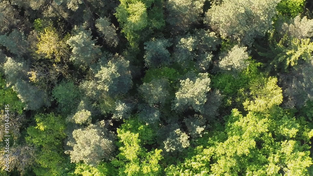 Green Forest. Fly camera from a height. Twisted views Green Forest. Fly camera from a height. Twisted views