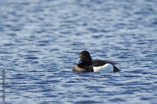 tufted duck on the water