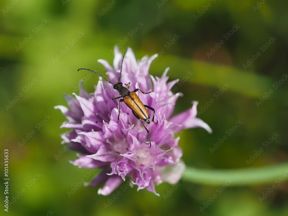 Beetle on a flower bow Beetle on a flower bow