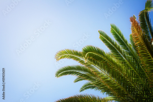 palm tree on blue 