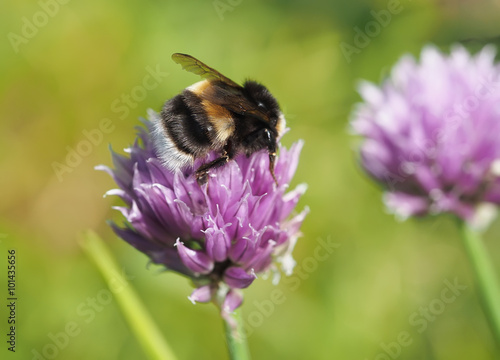 Bumblebee on clover