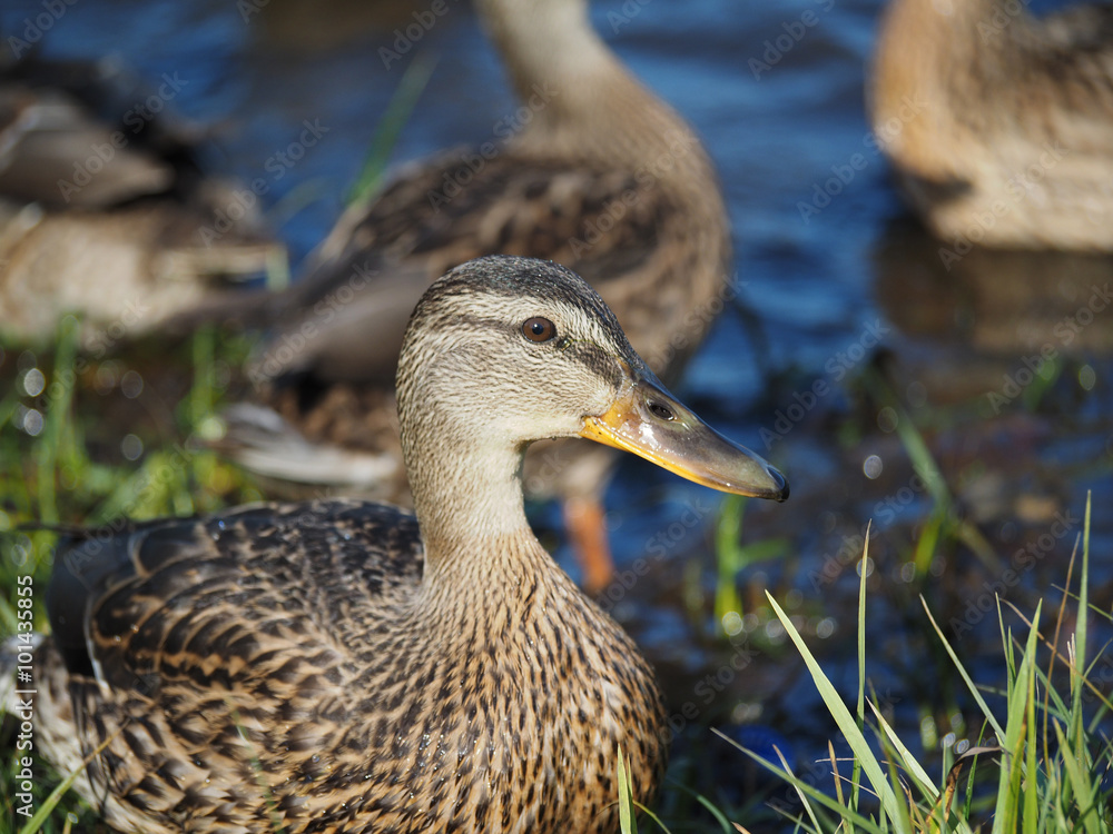 duck on the lake duck on the lake