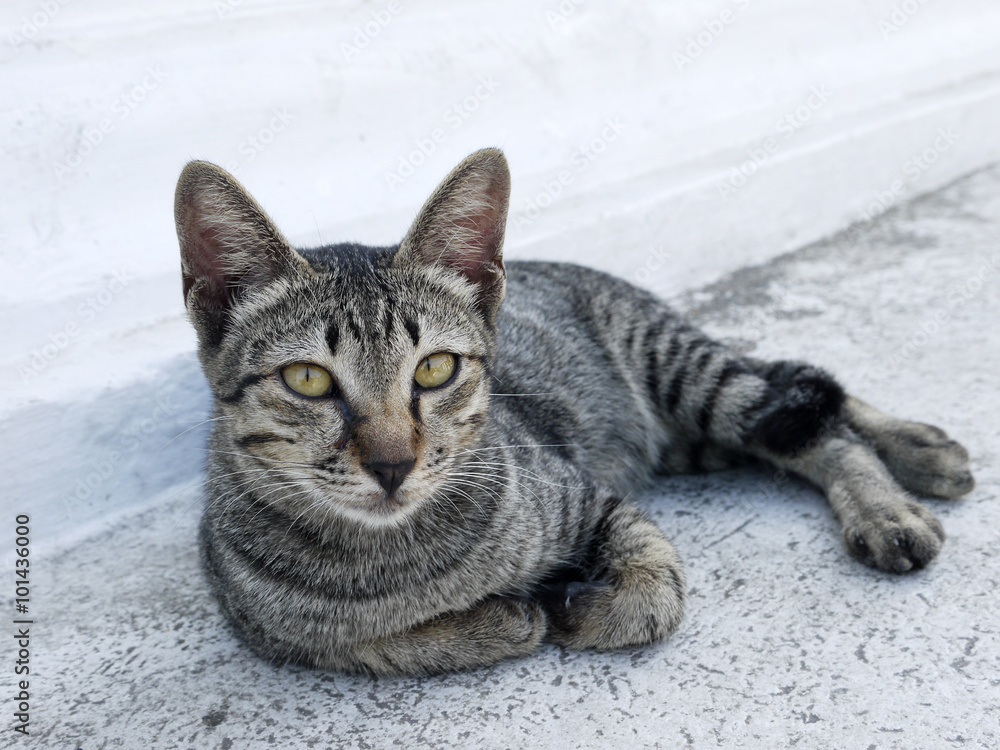 Portrait Thai stray cat around public road