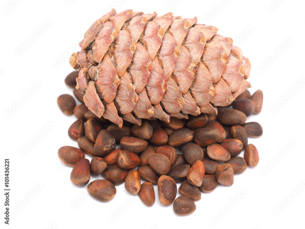 cone with pine nuts on a white background cone with pine nuts on a white background
