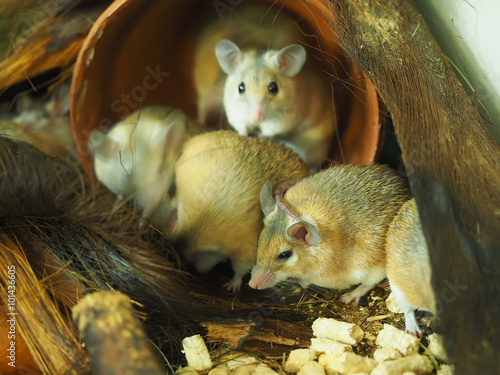 spiny mouse in a cage photo