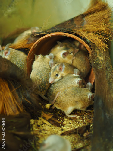 spiny mouse in a cage