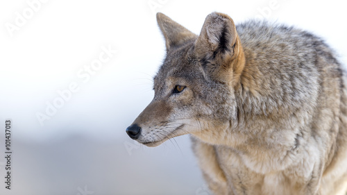 Billede på lærred Coyote