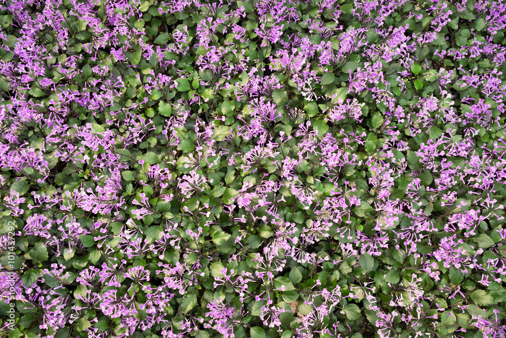 Beautiful purple wildflower in green meadow background