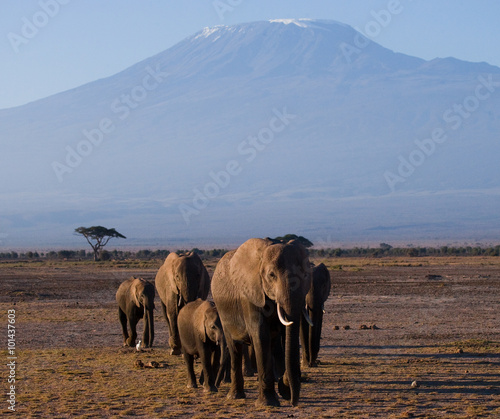 The group goes on savanna elephants on backgrounds Kilimanjaro. Africa. Kenya. Tanzania. Serengeti. Maasai Mara. An excellent illustration. © gudkovandrey