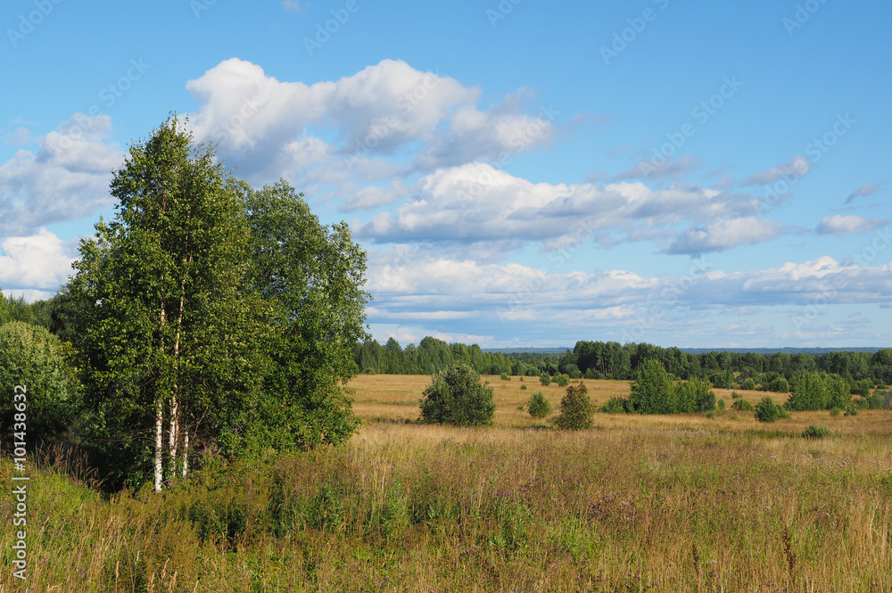  field in the forest