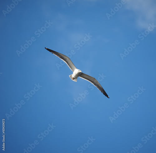 seagull in flight