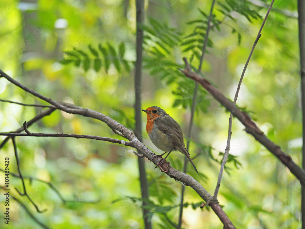 robin in the forest robin in the forest