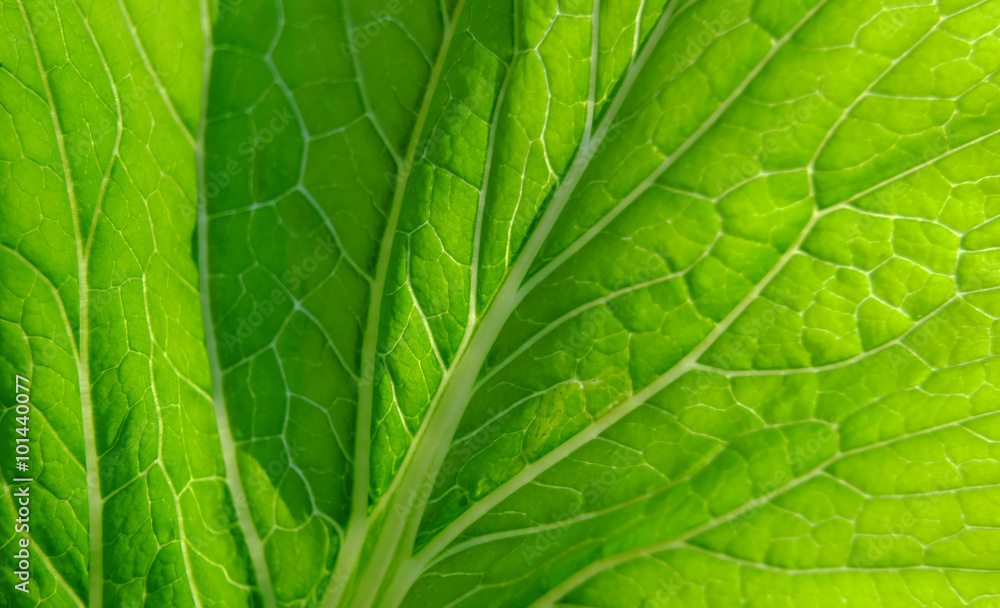 Leaf Texture Leaf Texture