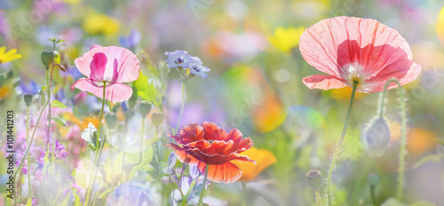summer meadow with red poppies © Vera Kuttelvaserova