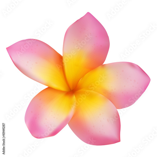 Pink frangipani flower