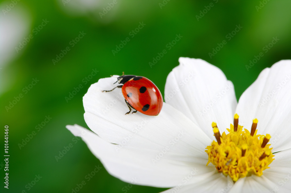 Ladybug Ladybug