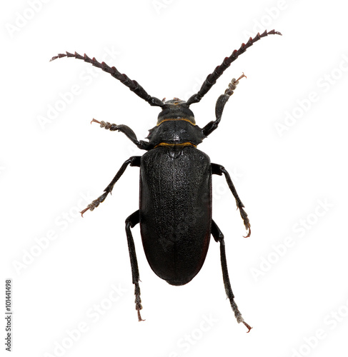 black beetle