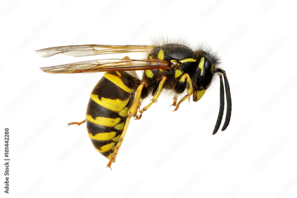 wasp wasp