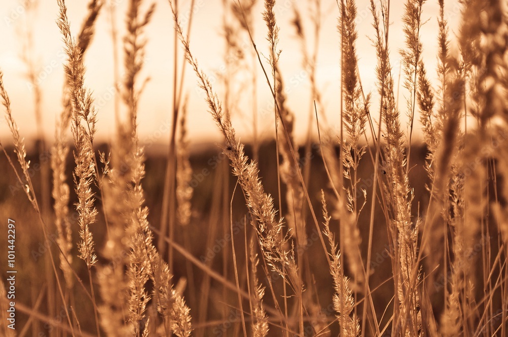 Εκτύπωση καμβά Beautiful close-up of brown dry grass stems on sunset on autumn day