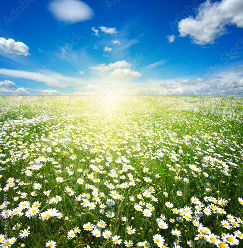 Fototapeta Naklejka Na Ścianę i Meble -   daisy flowers