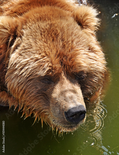 Grizzly bear in water