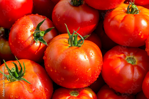 Tomatenernte