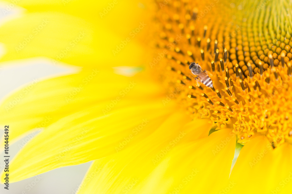 bees hive pollinate sunflower. Bee produces honey on a flower. S bees hive pollinate sunflower. Bee produces honey on a flower. S