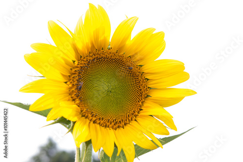 bees hive pollinate sunflower. Bee produces honey on a flower. S